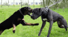 Rottweiler-Vs-Pit-Bull.png