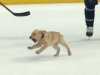 121418-hockey-dog-primary-1200x630.jpeg